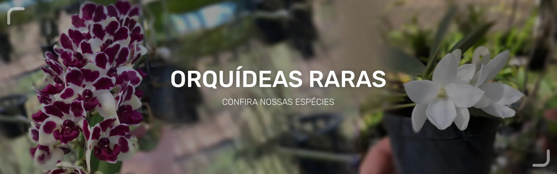 jogo do mario flash 2.0 no click jogos